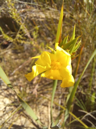 Image of Bobartia anceps by (c) kevin koen, some rights reserved (CC BY-SA)