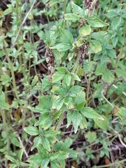 Parietaria officinalis