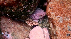Holothuria sanctori