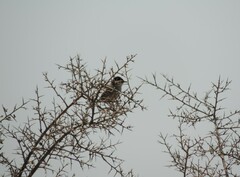 Curruca melanocephala