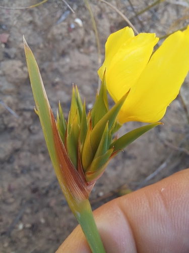 Image of Bobartia anceps by (c) kevin koen, some rights reserved (CC BY-SA)