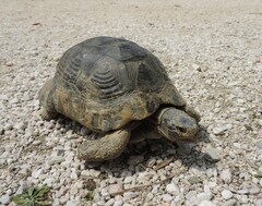 Testudo marginata