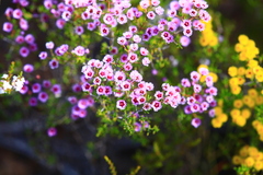 Verticordia plumosa