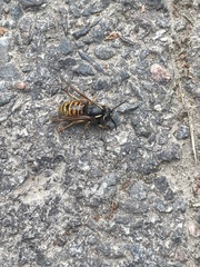 Vespula rufa