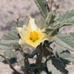 Sida cordifolia