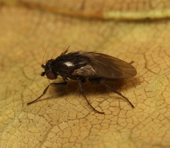 Leptocera fontinalis