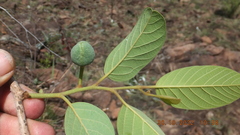 Annona senegalensis