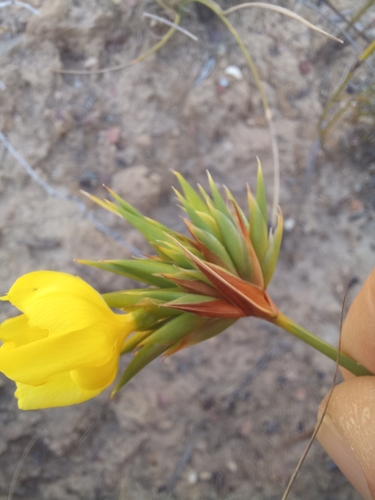 Image of Bobartia anceps by (c) kevin koen, some rights reserved (CC BY-SA)