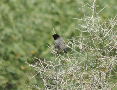 Curruca melanocephala