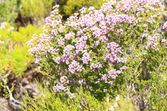 Verticordia plumosa
