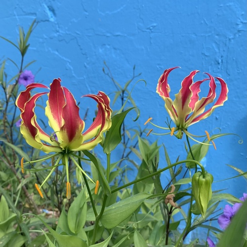 flame lily