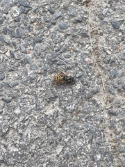 Vespula rufa