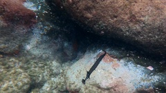 Aulostomus strigosus