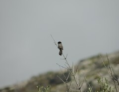 Curruca melanocephala