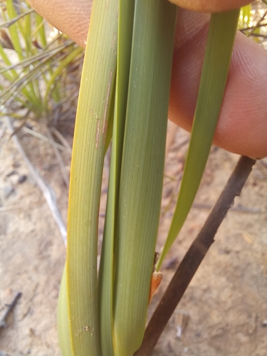 Image of Bobartia anceps by (c) kevin koen, some rights reserved (CC BY-SA)