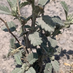 Sida cordifolia