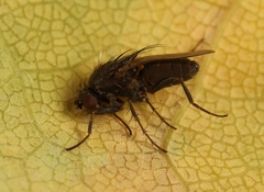 Leptocera fontinalis