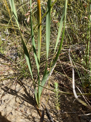 Image of Bobartia anceps by (c) kevin koen, some rights reserved (CC BY-SA)