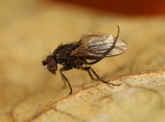 Leptocera fontinalis