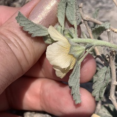 Sida cordifolia