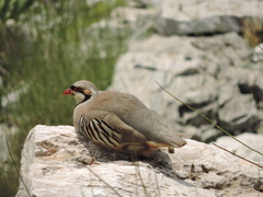 Alectoris chukar