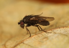 Leptocera fontinalis