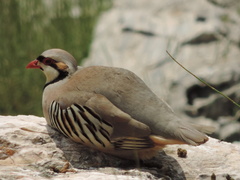 Alectoris chukar