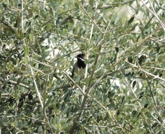Curruca ruppeli