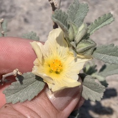 Sida cordifolia