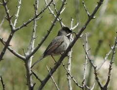 Curruca ruppeli