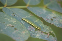 Catopsilia pyranthe