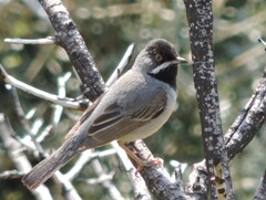 Curruca ruppeli