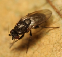 Leptocera fontinalis