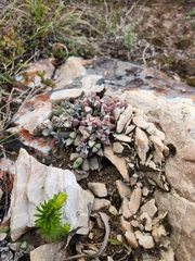 Corpuscularia lehmannii