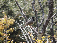 Curruca ruppeli