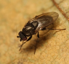 Leptocera fontinalis