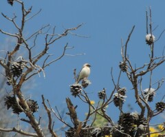 Oenanthe melanoleuca