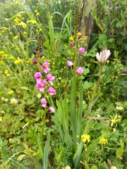 Ixia scillaris scillaris
