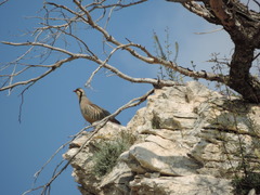 Alectoris chukar