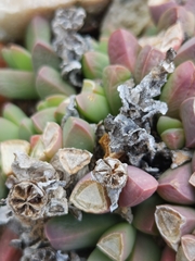 Corpuscularia lehmannii