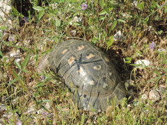 Testudo marginata