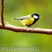 Green-backed Tit - Photo (c) Francesco Veronesi, some rights reserved (CC BY-NC-SA)
