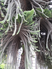 Araucaria columnaris