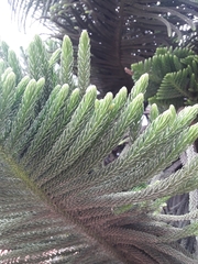 Araucaria columnaris