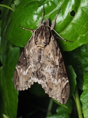 Psilogramma