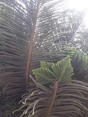 Araucaria columnaris