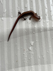 Plethodon dorsalis