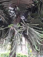 Araucaria columnaris