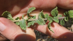 Jamesbrittenia grandiflora