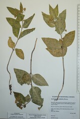 Asclepias ovalifolia